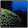 Roatan